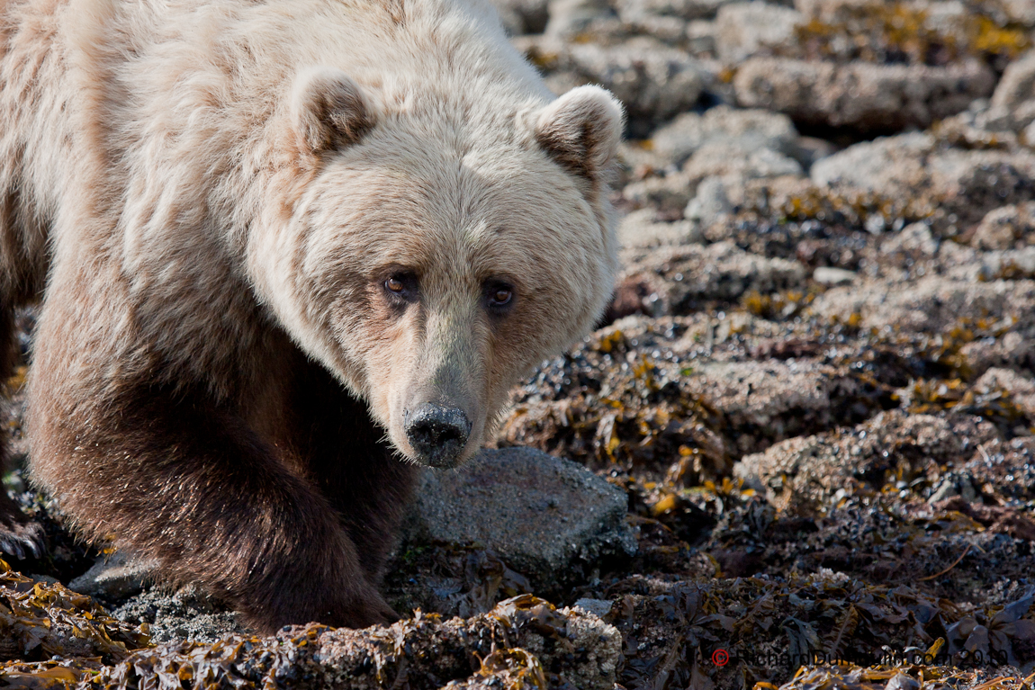 GRIZZLY BEAR